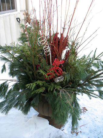 winter potted plant