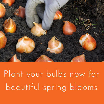 planting bulbs